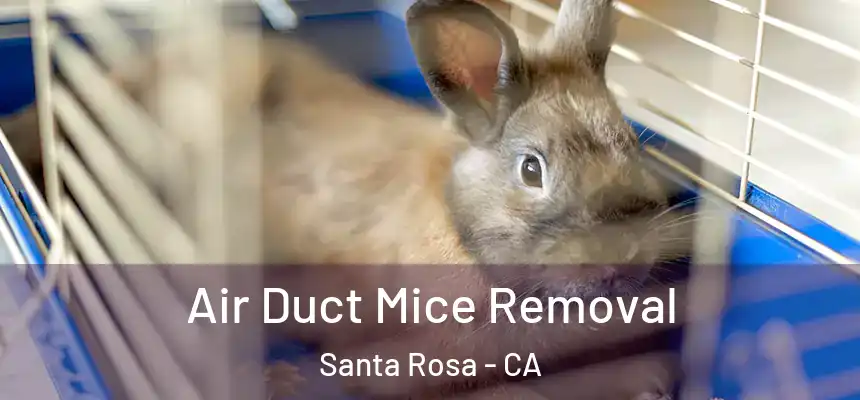 Air Duct Mice Removal Santa Rosa - CA