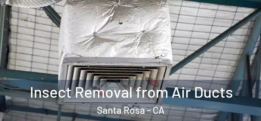 Insect Removal from Air Ducts Santa Rosa - CA
